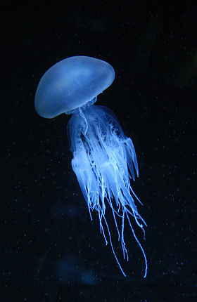 水母