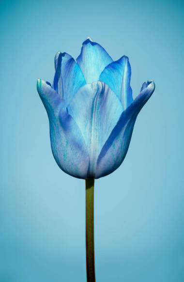 在背景上的藍(lán)色郁金香