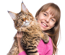 小女孩与缅因库恩小猫图片