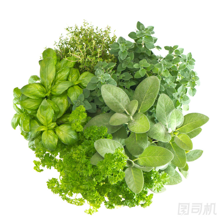 各種新鮮地中海香草的特寫照片