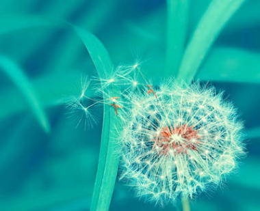 蒲公英照片