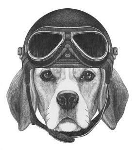 头盔的比格犬肖像