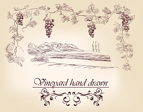 手工绘制的标签的葡萄园图片