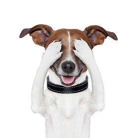 隐藏覆盖眼睛狗图片