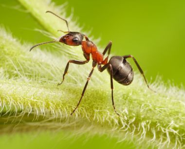 ant 蟻在草地上照片