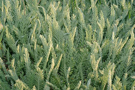 艾草 (蒿 sp) 克里米