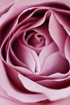 Wedding bouquets, pink peonies, orchids and David Austenroth