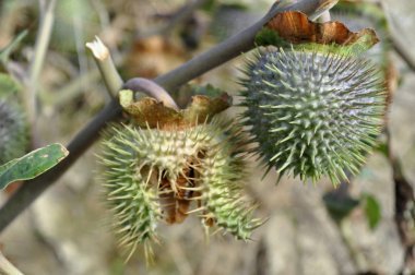 種子膠囊曼陀羅