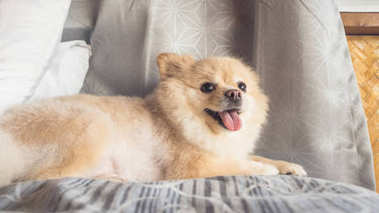 博美犬狗放松在床上.照片