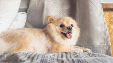 博美犬狗放松在床上.照片