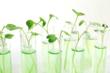 在試管中的植物圖片