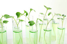 在试管中的植物图片