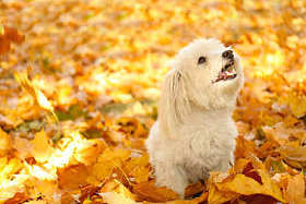 狗在秋天的落叶图片