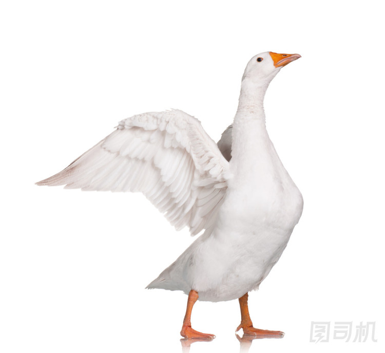國(guó)內(nèi)鵝