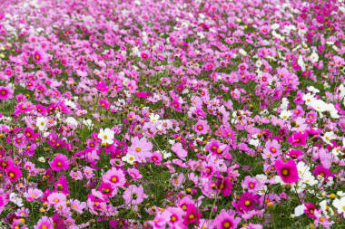 波斯菊花田圖片