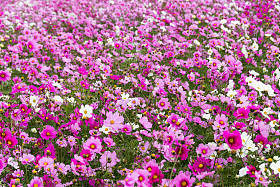 波斯菊花田图片