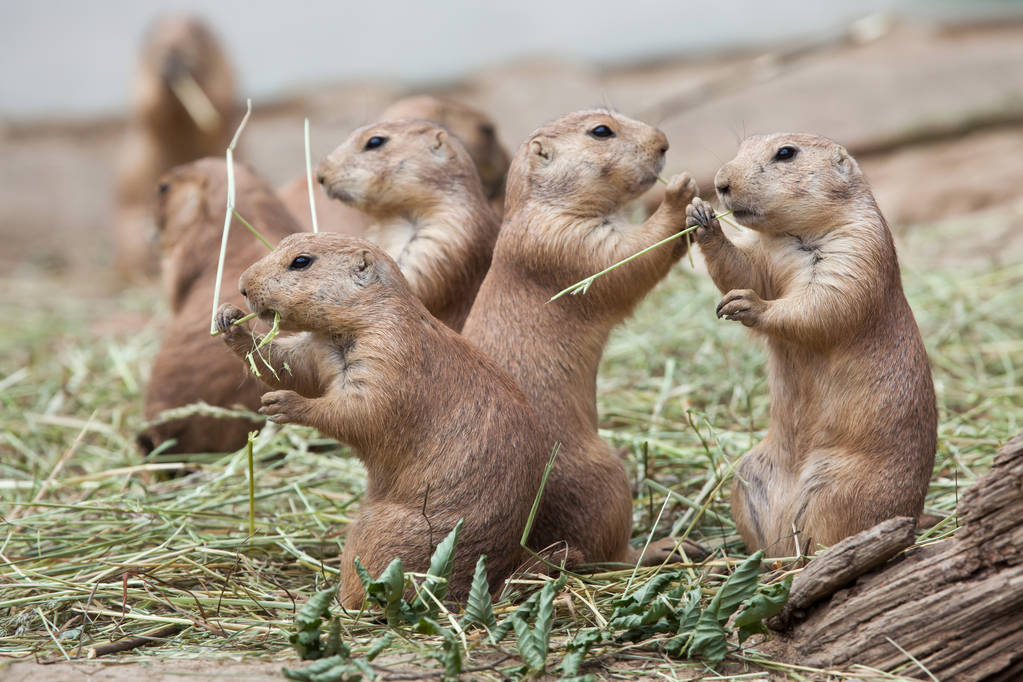 黑尾草原土拨鼠图片 黑尾草原土拨鼠图片
