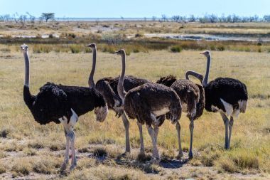 在埃托沙國家公園，納米比亞，非洲的大草原上的鴕鳥