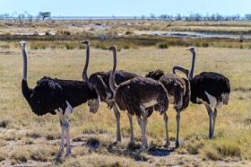 在埃托沙国家公园，纳米比亚，非洲的大草原上的鸵鸟