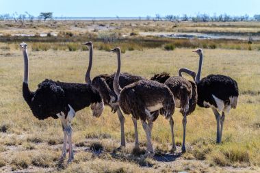 在埃托沙国家公园,纳米比亚,非洲的大草原上的鸵鸟 在埃托沙国家公园,纳米比亚,非洲的大草原上的鸵鸟