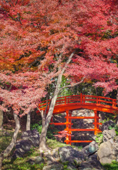 日本紅色橋照片