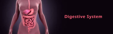 人體消化系統(tǒng)