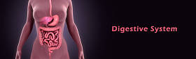 人体消化系统