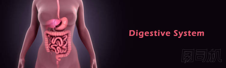 人體消化系統(tǒng)