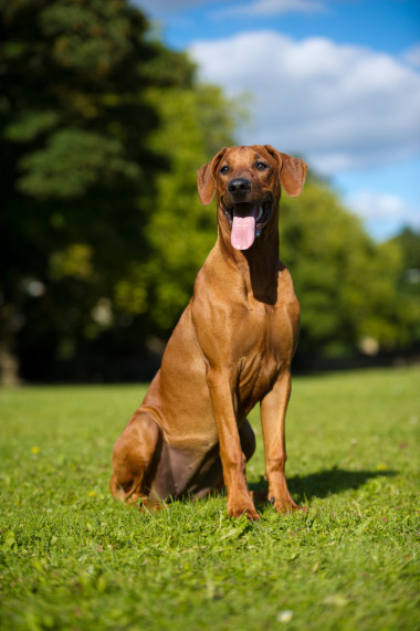 美麗的狗羅得西亞 ridgeback 小狗