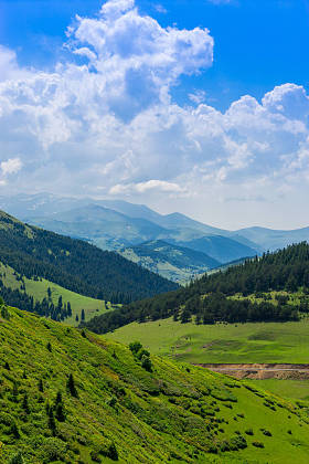 美丽的松树，在背景高山上。Giresun