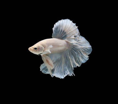 多彩的斗魚圖片