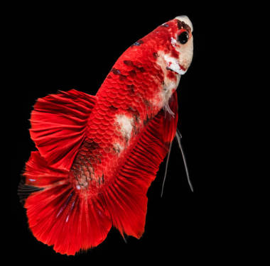 多彩的斗魚圖片