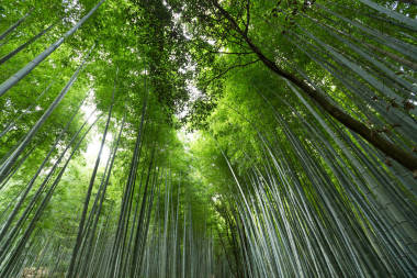 竹叢林森林