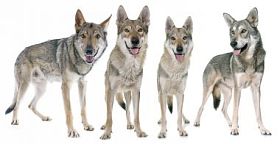 捷克狼犬图片