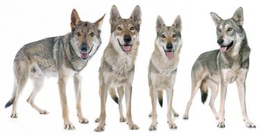 捷克狼犬图片