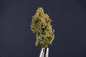 在黑暗的背景中分离的芽单大麻 （芒果粉扑应变）