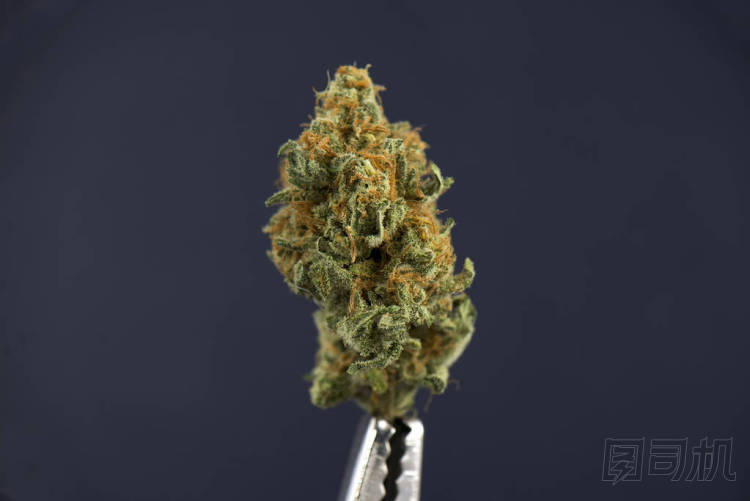 在黑暗的背景中分離的芽單大麻 （芒果粉撲應變）
