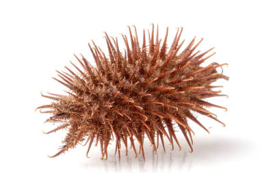 白色背景上分離出的干蒼耳觀察有藥用特性