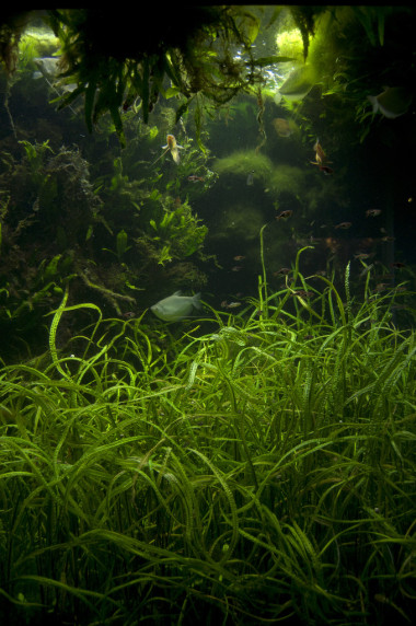 水下生活图片