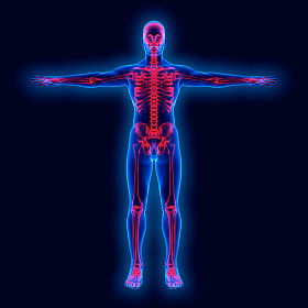 x 射线对人体解剖学图片