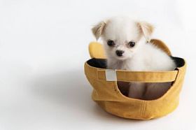 吉娃娃狗戴帽照片