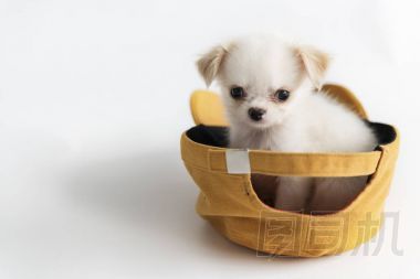 吉娃娃狗戴帽照片