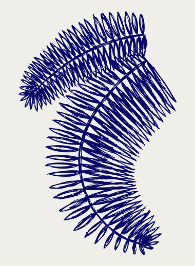 棕櫚的葉子照片