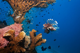 狮子和下珊瑚海黄瓜图片