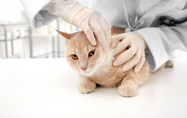 獸醫(yī)檢查紅貓