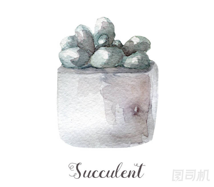 手繪水彩的肉質(zhì)植物，在鍋中。完美的卡片、 標(biāo)簽、 請柬、 web、 剪貼簿、 傳單等
