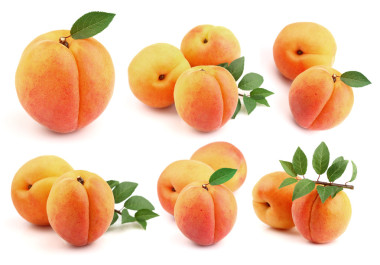 從新鮮杏拼貼畫(huà)