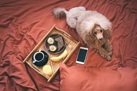 狗躺在床上接近健康的早餐和智能手机