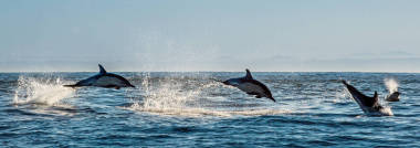海豚在海洋中游泳圖片