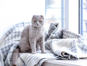 猫坐在窗台上图片